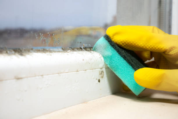 Best Mold Removal and Inspection  in Brooklyn Park, MN