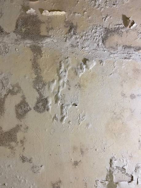Best Office Mold Removal Services  in Brooklyn Park, MN