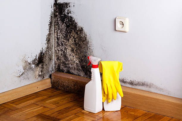 Professional Mold Removal in Brooklyn Park, MN