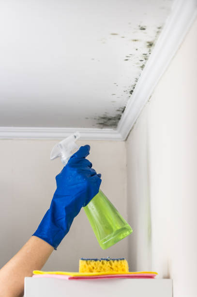 Best Residential Mold Removal  in Brooklyn Park, MN